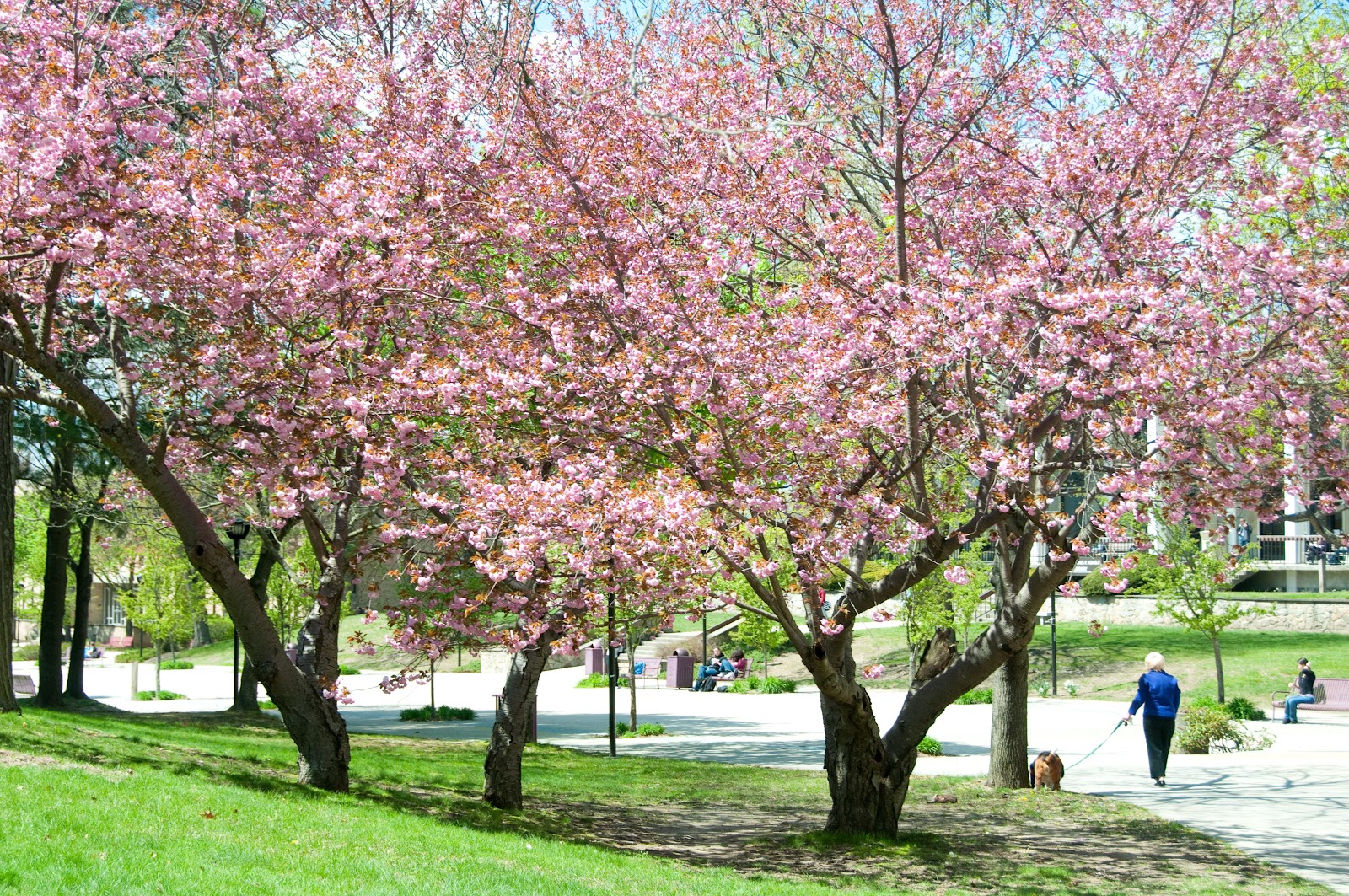 Rhode Island College